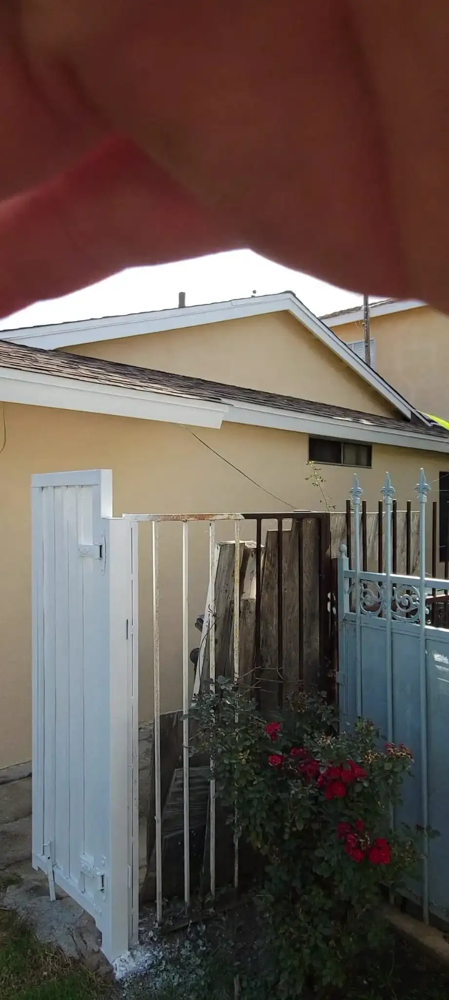 Freshly painted white wood side gate beside metal fence and red roses, Brooklyn home exterior renovation